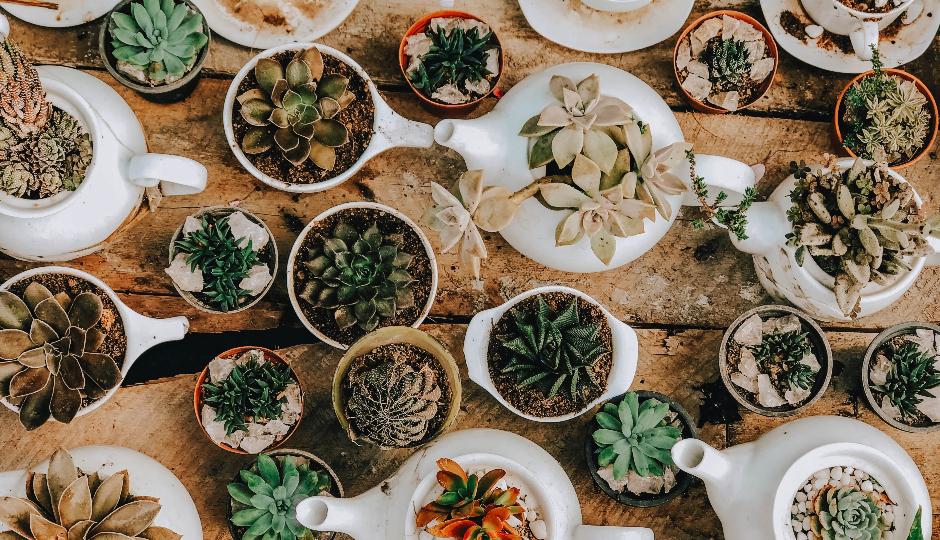 Together Fern-Ever: The Bay Area Plant Shops We Love