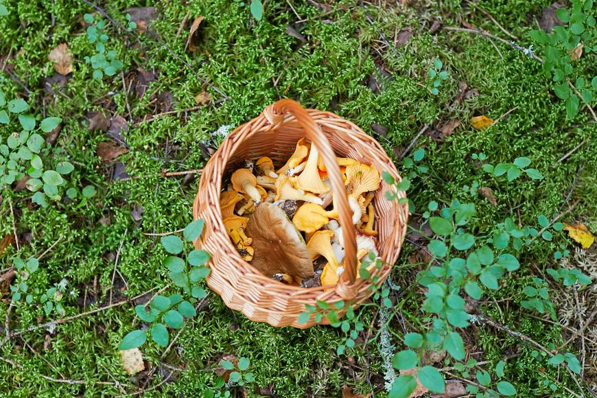 A Guide To California Mushrooms