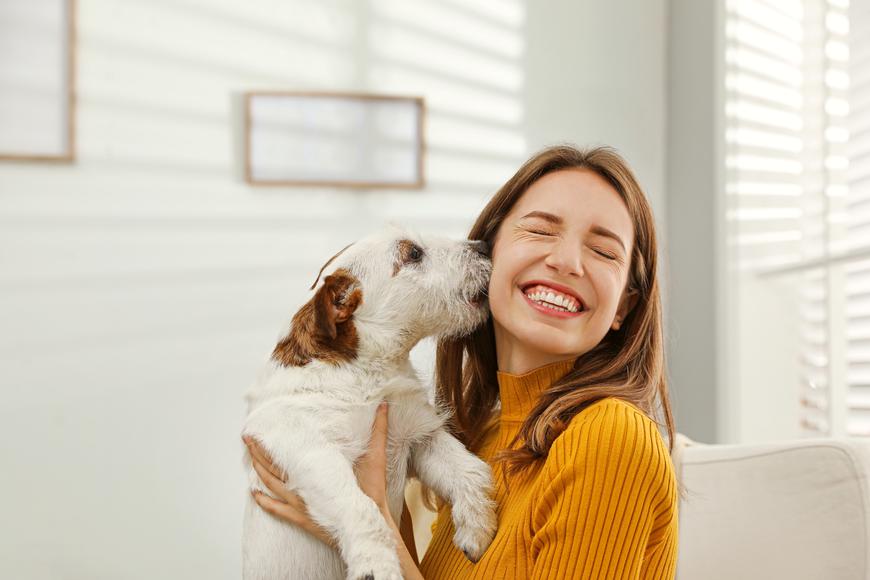 Pet Adoption Requirements in California To Know About