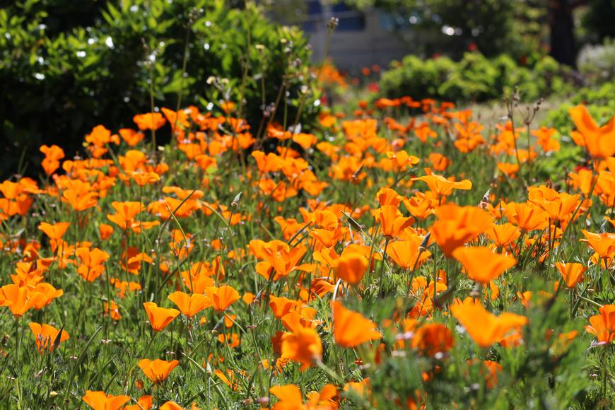 How to Grow California Poppies