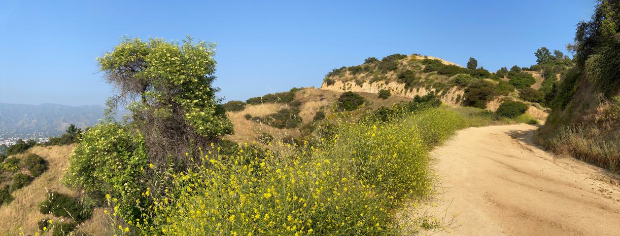 Mount Hollywood Trail: Stunning Views of LA