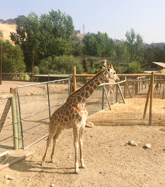 Hold the Wine: 11 Things to Do in Wine Country that Don&rsquo;t Involve Drinking