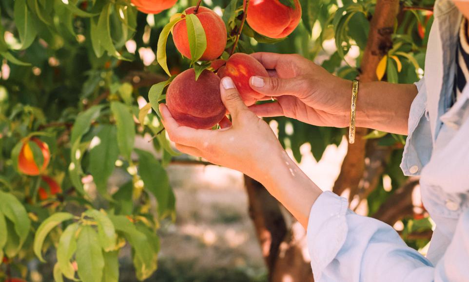 The Best U-Pick Farms in California