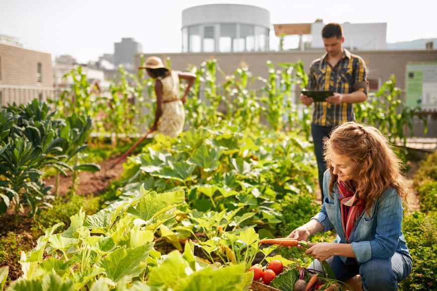 All You Need To Know About Urban Farming in San Francisco