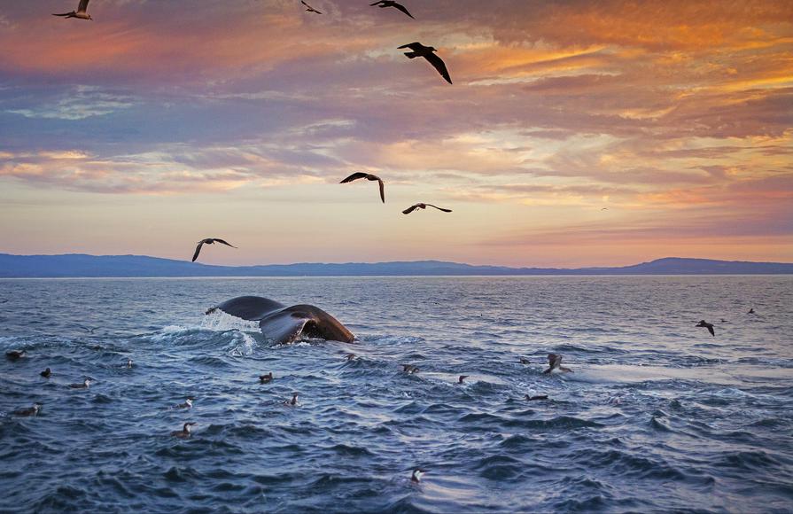 11 Incredible Places for Whale Watching in California